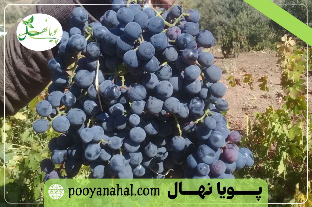 خرید نهال انگور سیاه سردشت از پویا نهال
