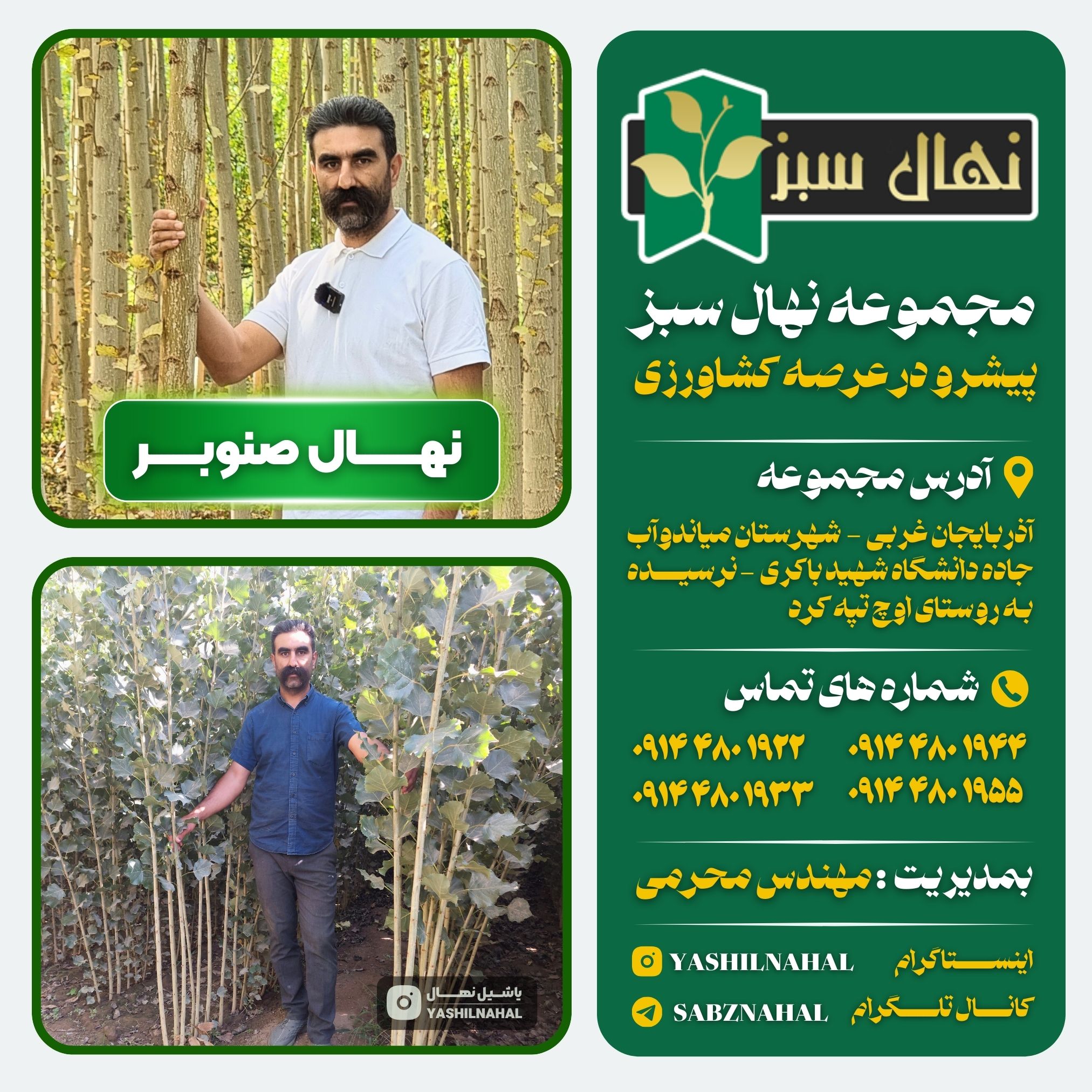 معرفی نهالستان طبیعت سبز یک گزینه عالی برای خرید نهال صنوبر